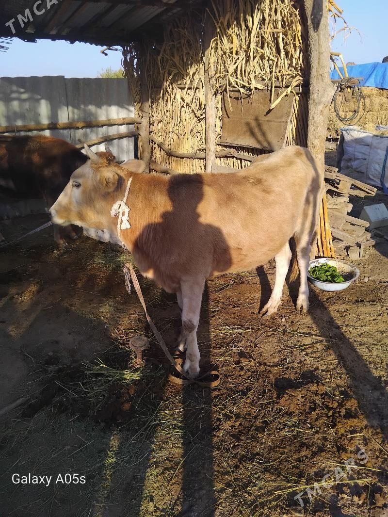 tuwe - Tejen - img 3