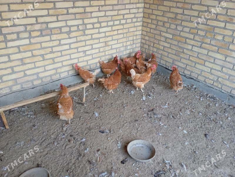 dogotran kyzyl towuklar - Farap - img 4