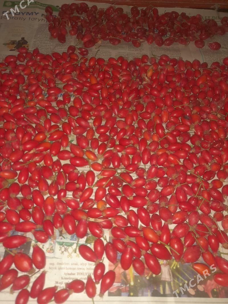 ШИПОВНИК - Мары - img 4