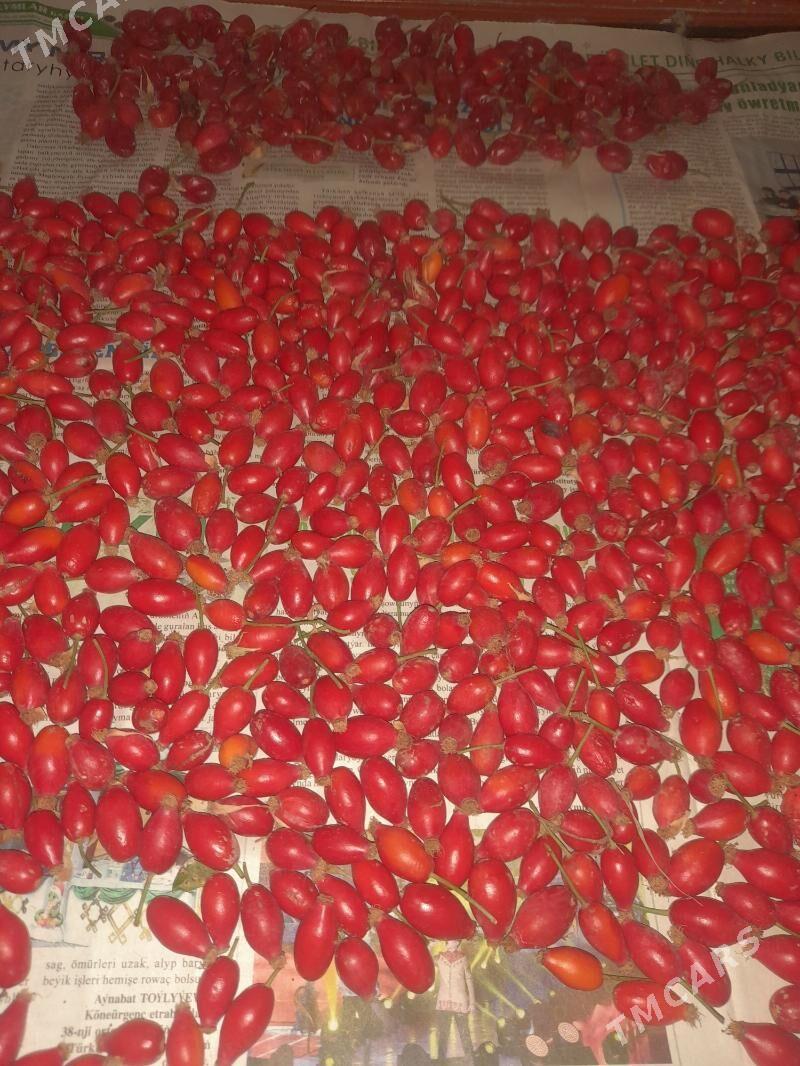 ШИПОВНИК - Мары - img 1