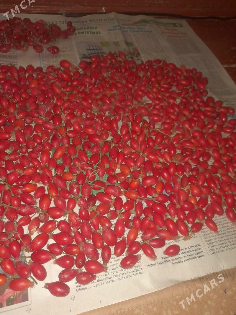 ШИПОВНИК - Мары - img 3