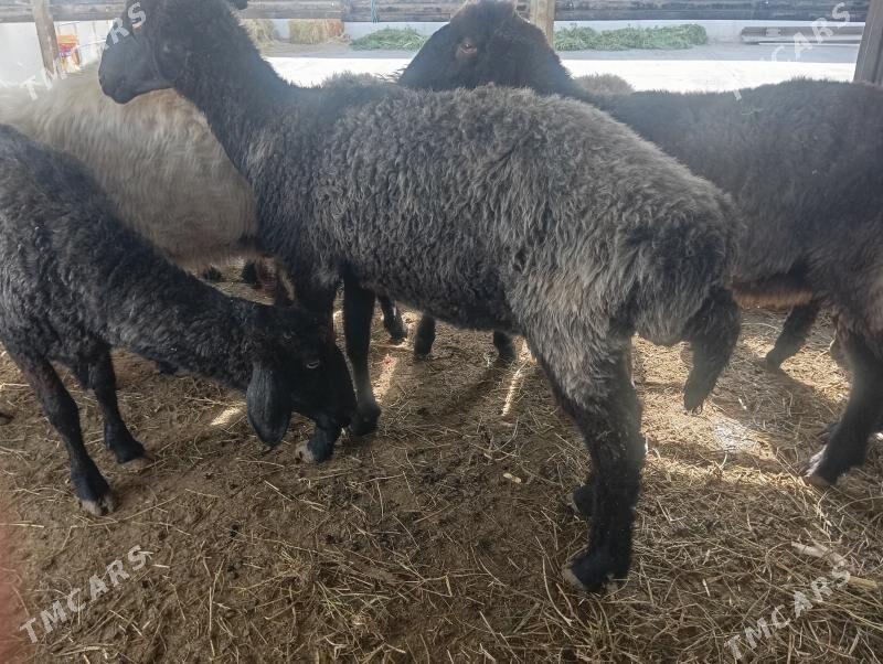 garakol goyun - Ашхабад - img 3