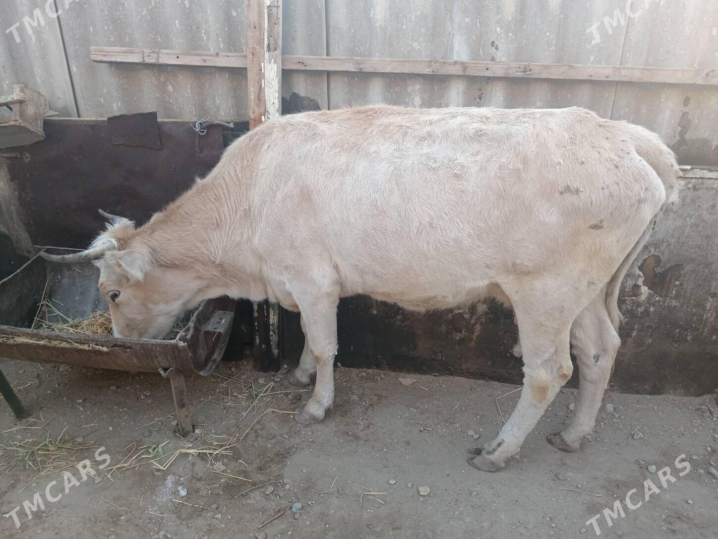 Tohum sygyr - Балканабат - img 3