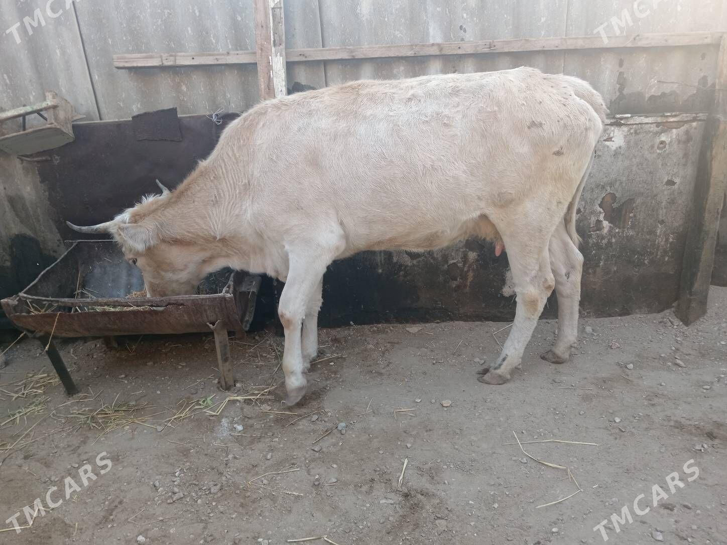 Tohum sygyr - Балканабат - img 2