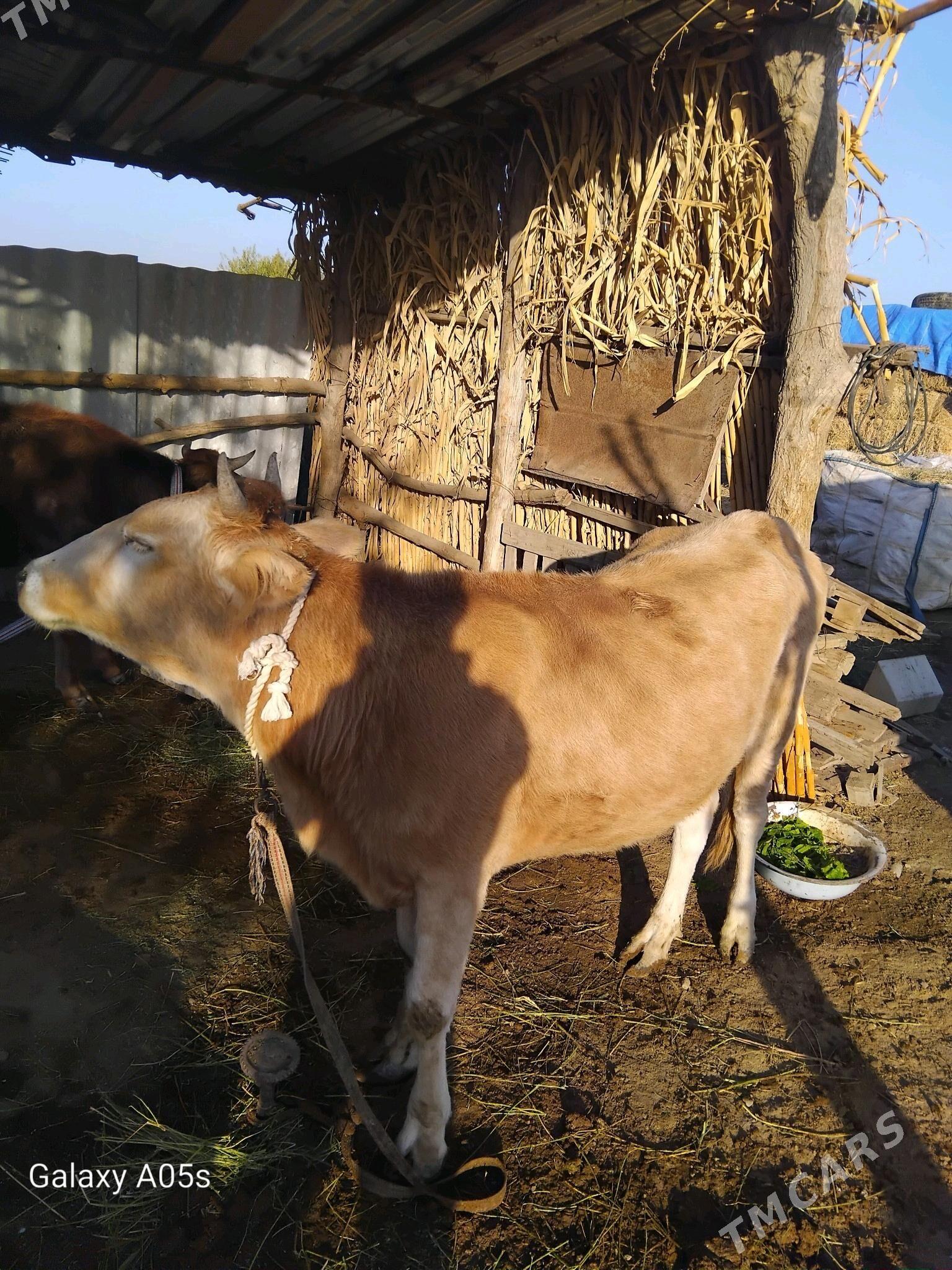 tuwe - Tejen - img 1