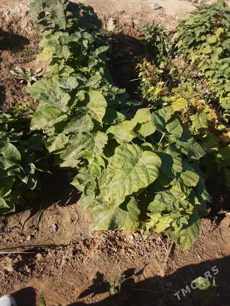 bag bakja - Arkadag - img 5