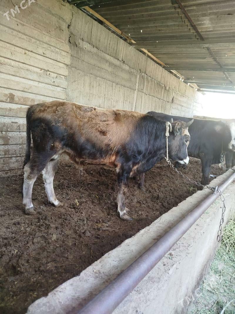 okuz - Gökje - img 1