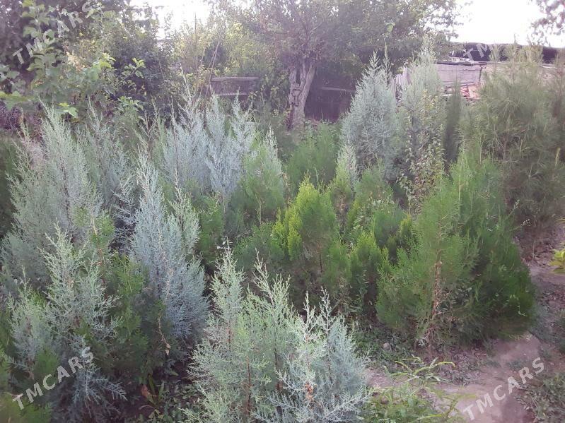 bag bakja - Arkadag - img 4