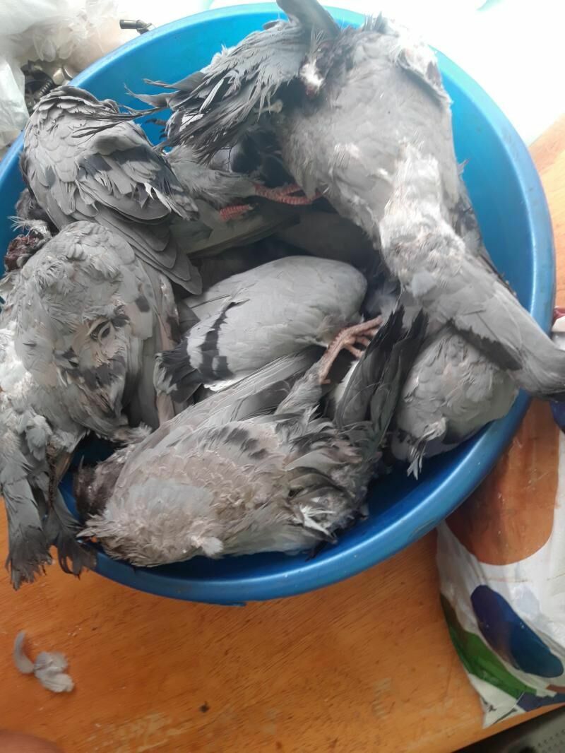 kepderler - Туркменабат - img 2