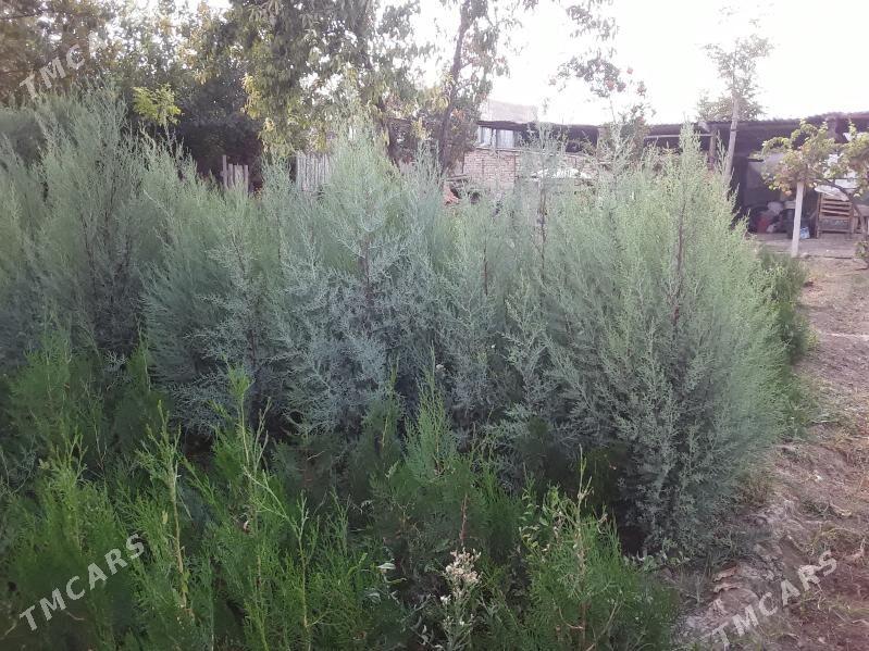 bag bakja - Arkadag - img 3