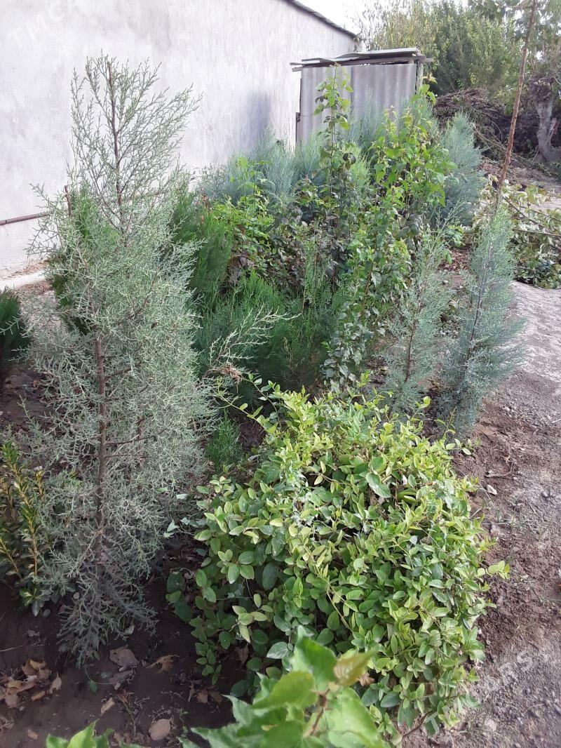 bag bakja - Arkadag - img 2