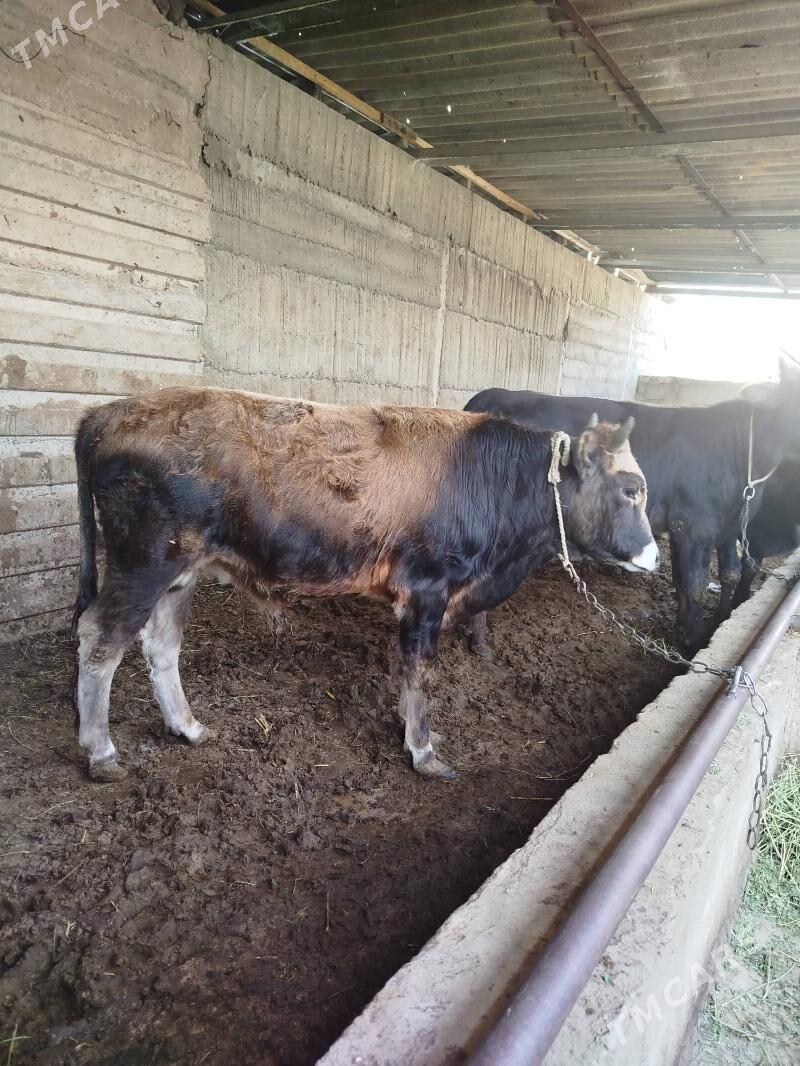 okuz - Gökje - img 2