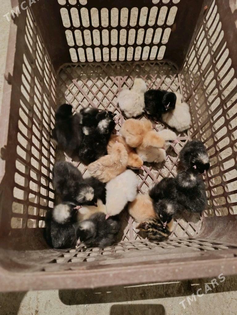 towuk juyje - Ак-Бугдайский этрап - img 2