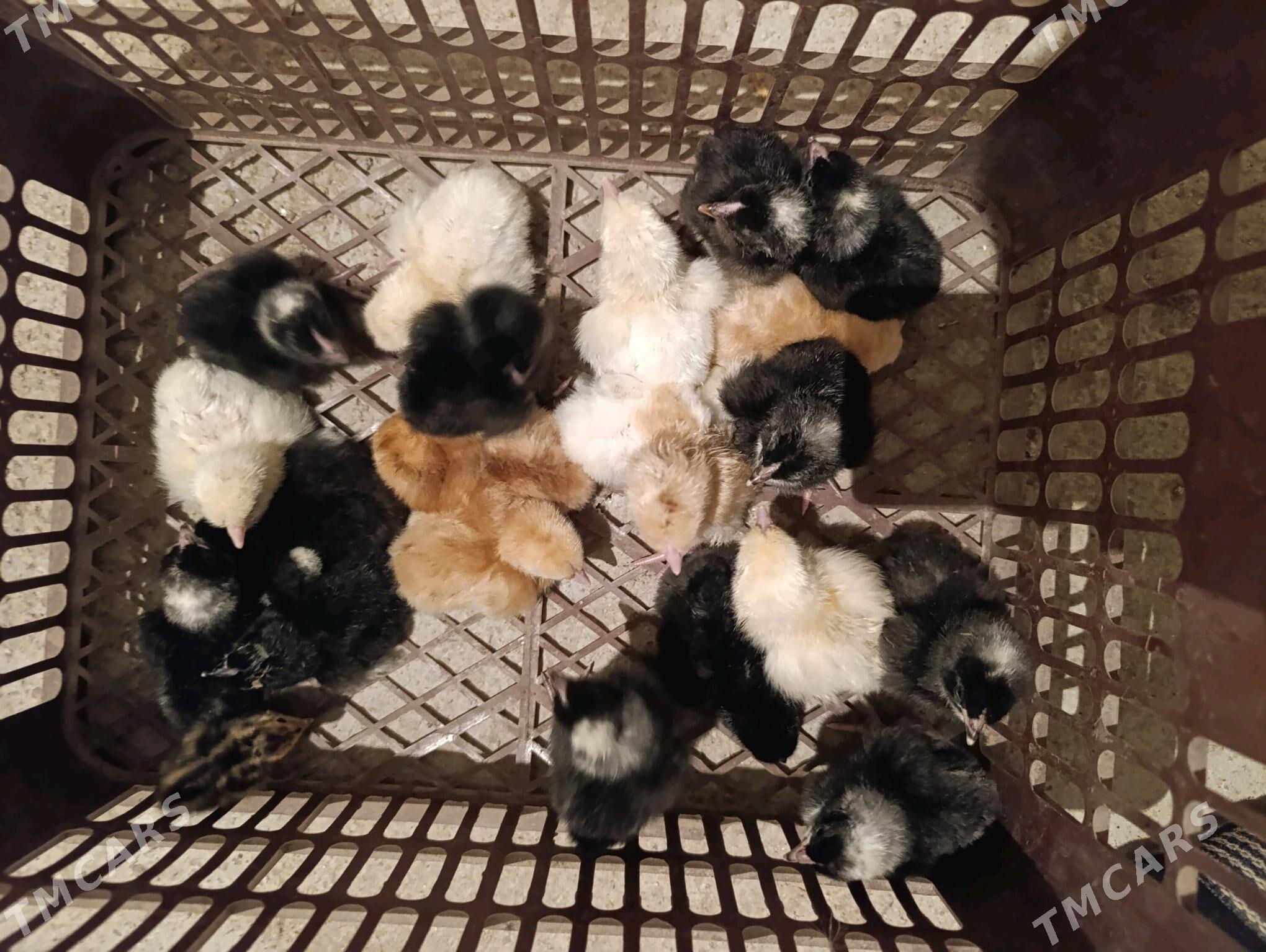 towuk juyje - Ак-Бугдайский этрап - img 1