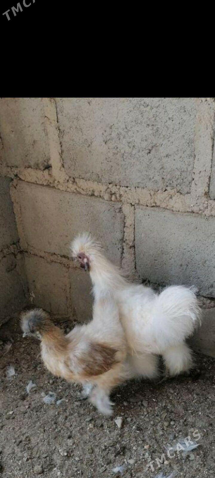 Karlik Towşantüÿ Abmen - Aşgabat - img 3