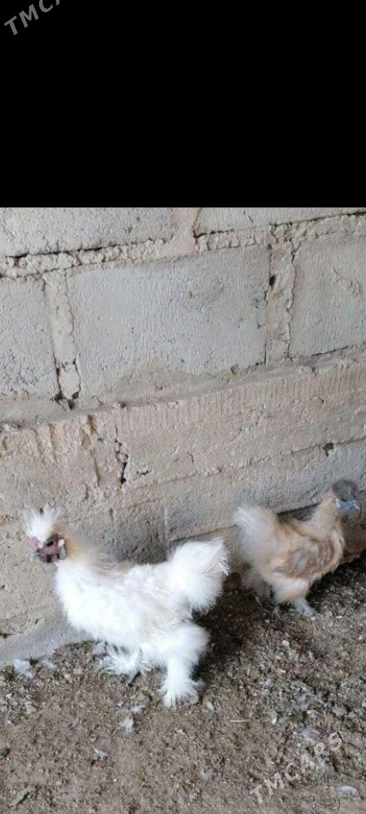 Karlik Towşantüÿ Abmen - Aşgabat - img 2