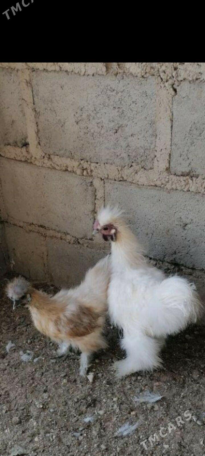 Karlik Towşantüÿ Abmen - Aşgabat - img 1