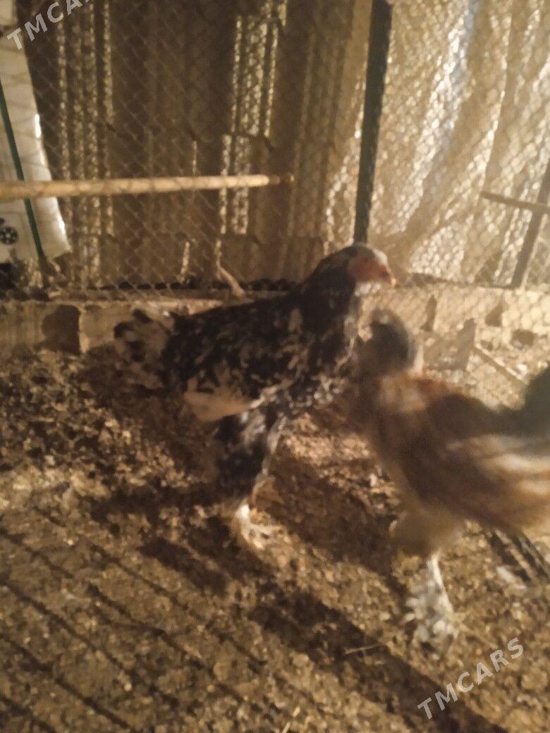 BRAMA Mramyrny Abmen - Ашхабад - img 2