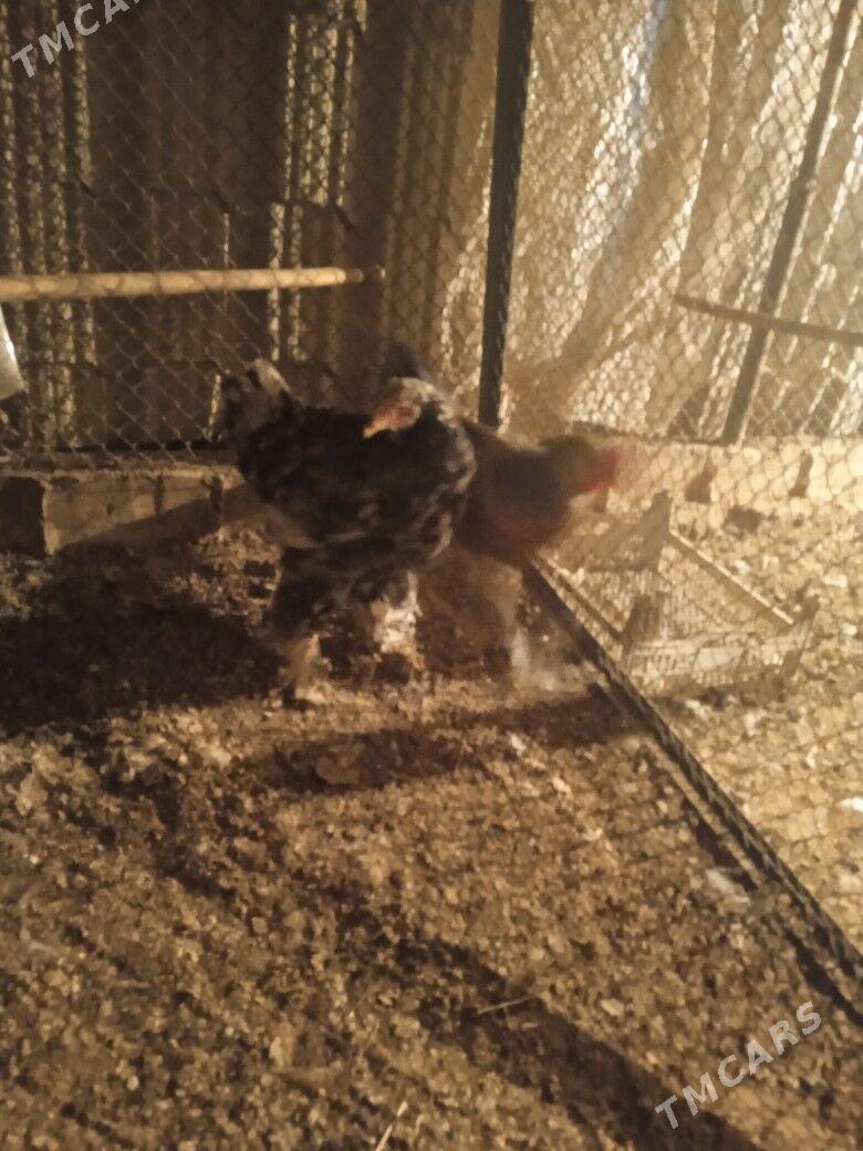 BRAMA Mramyrny Abmen - Ашхабад - img 3