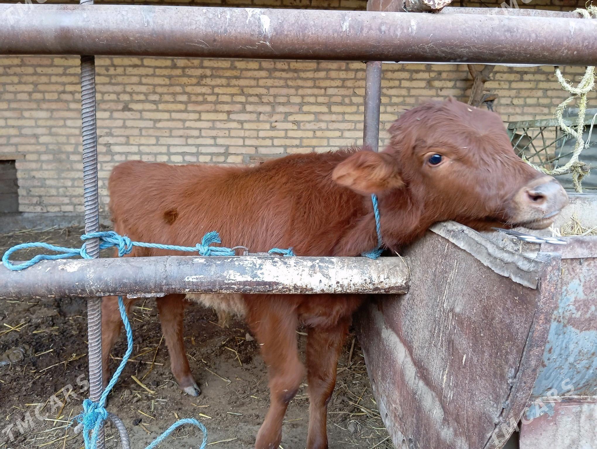 saglyk sygyr - Чарджоу - img 2