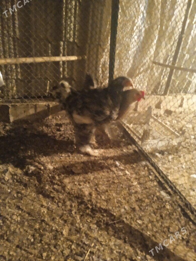 BRAMA Mramyrny Abmen - Ашхабад - img 4