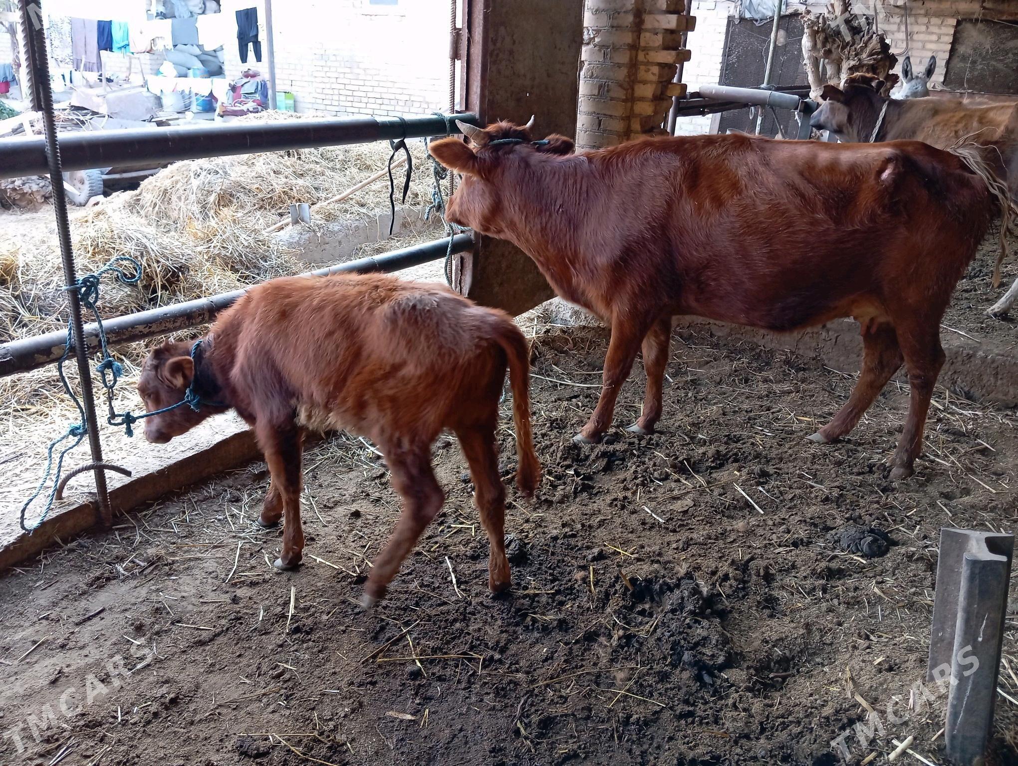 saglyk sygyr - Чарджоу - img 6