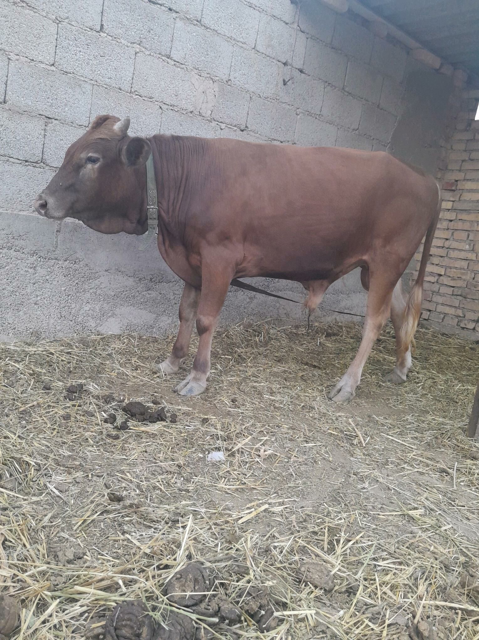 ÖKÜZ - Kaka - img 1