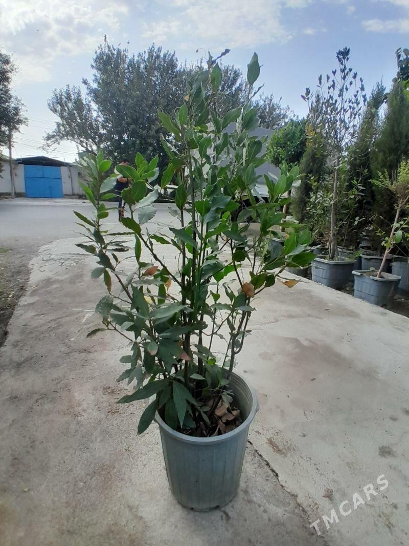 лавровый лист lawrowy list - Bedew - img 2