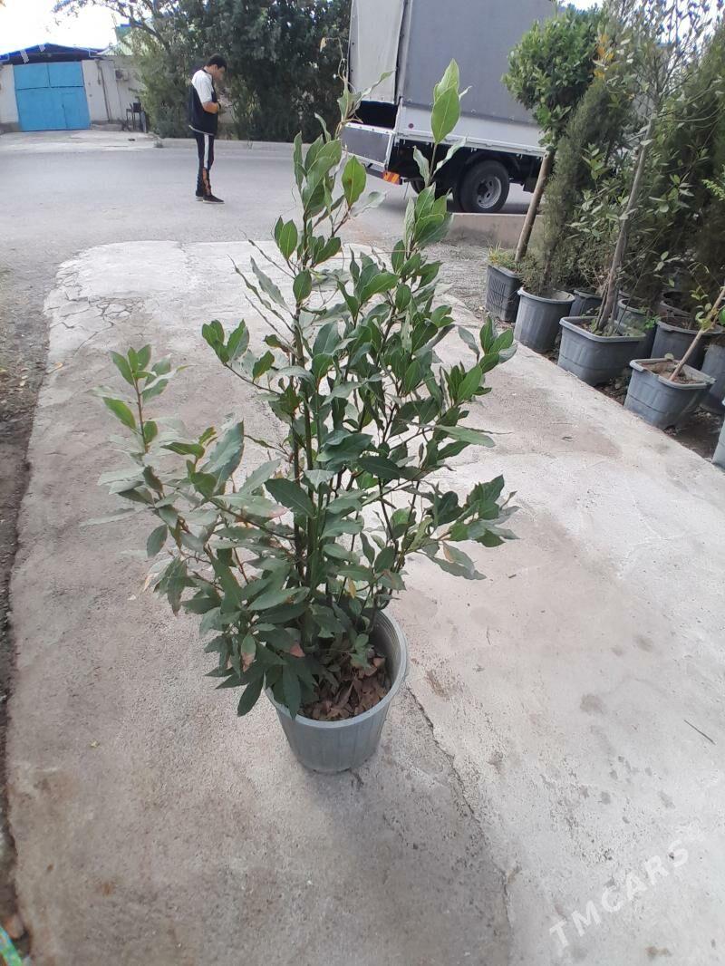 лавровый лист lawrowy list - Bedew - img 3