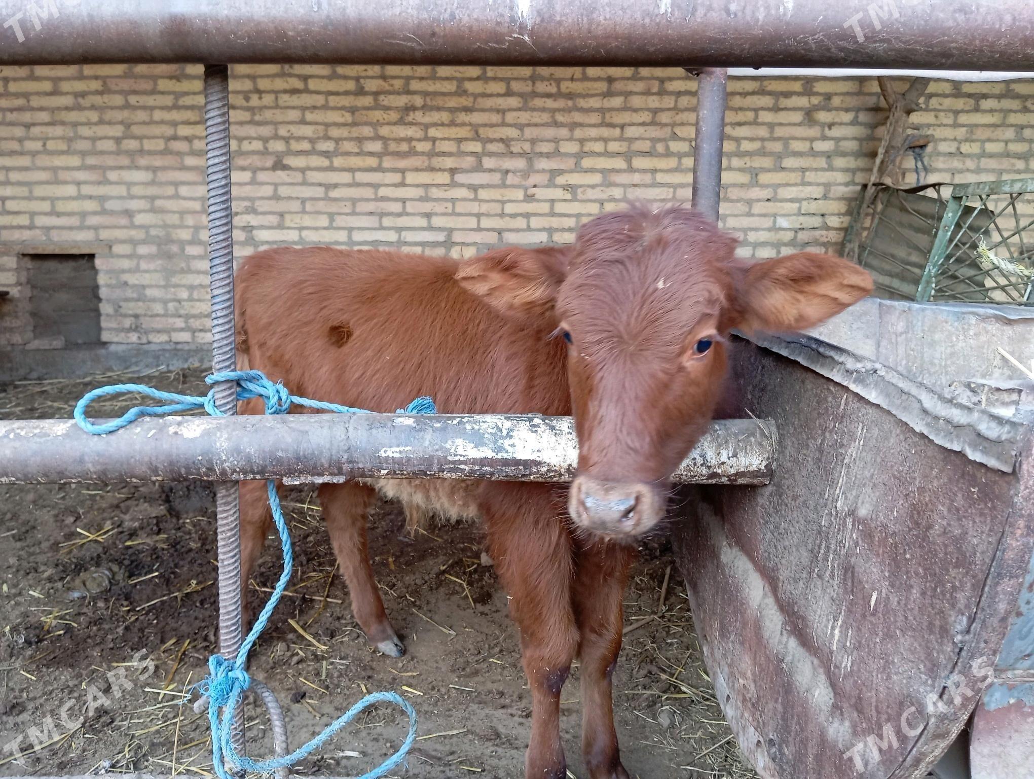 saglyk sygyr - Чарджоу - img 3