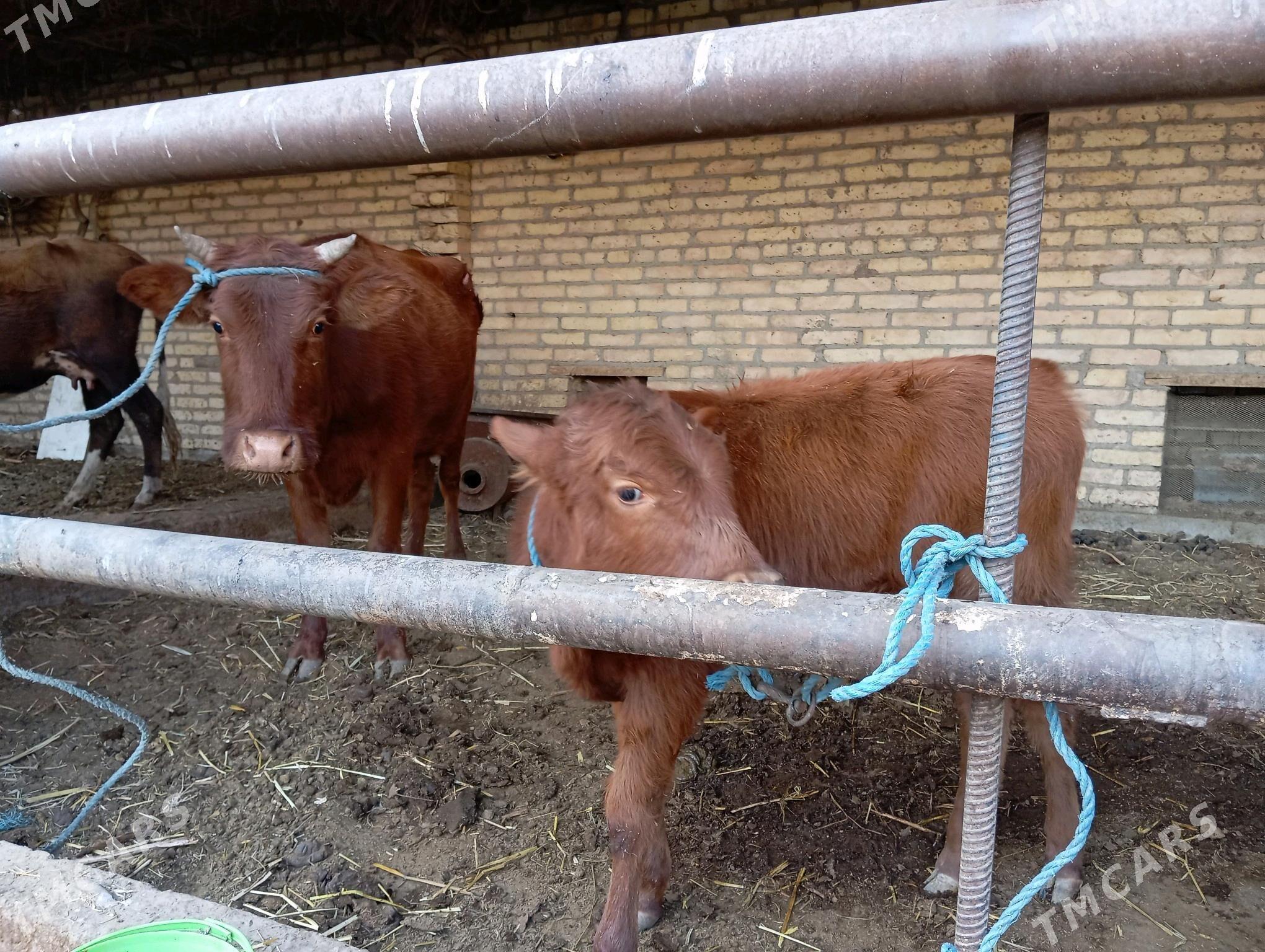 saglyk sygyr - Чарджоу - img 7