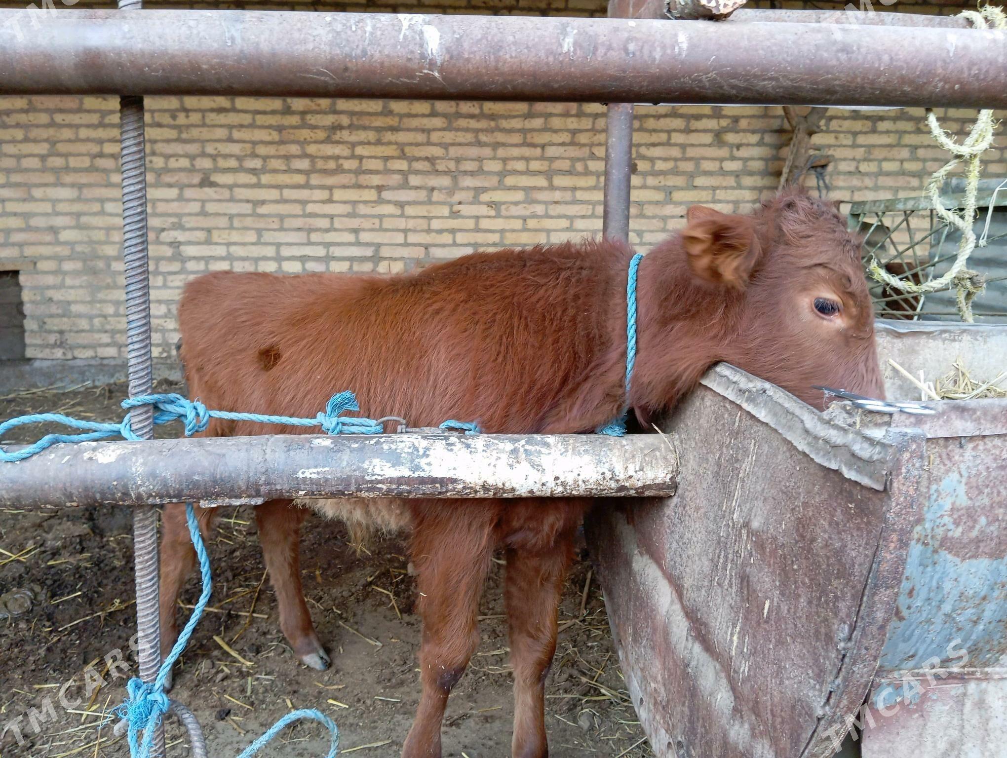 saglyk sygyr - Чарджоу - img 4