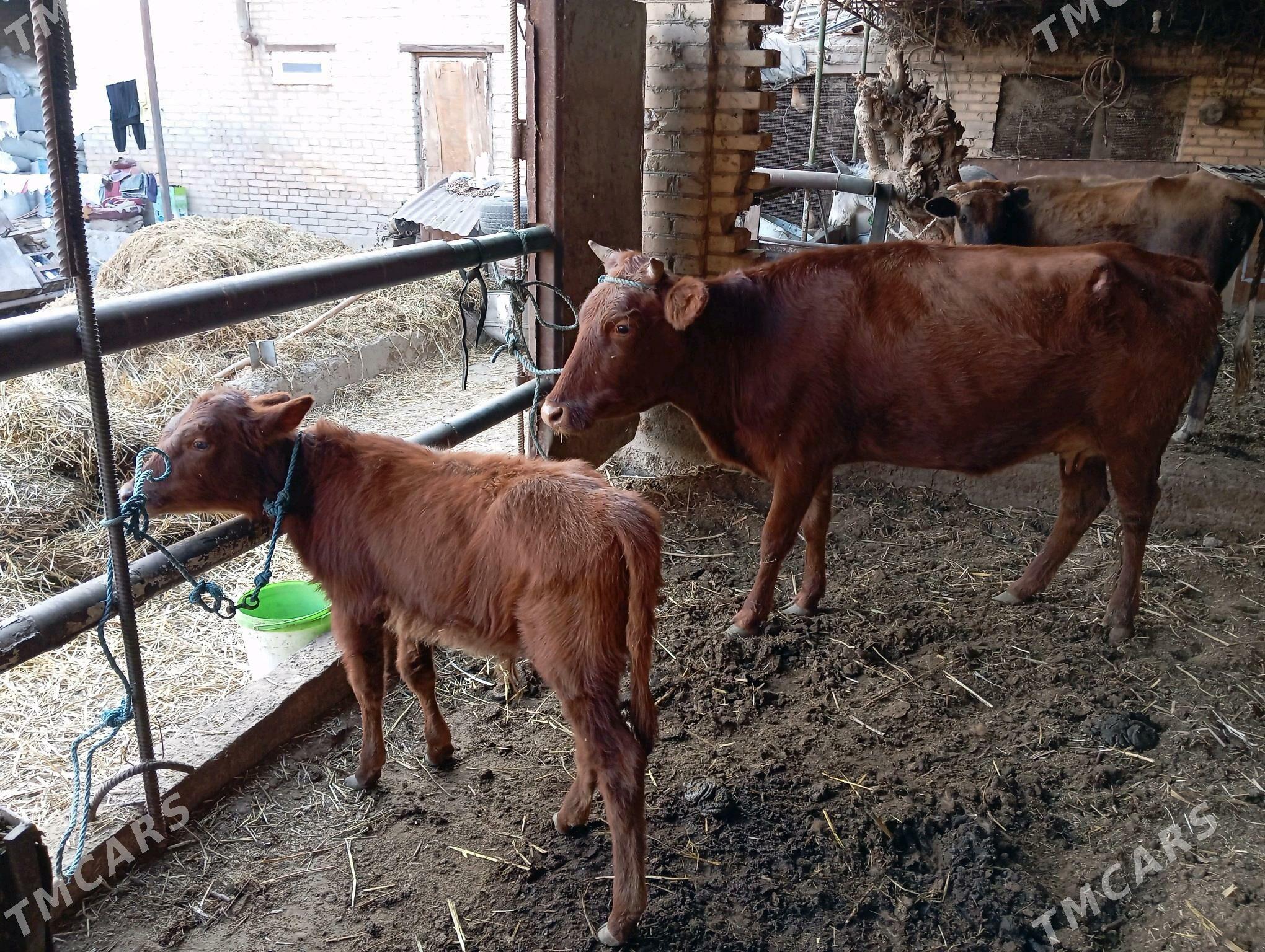 saglyk sygyr - Чарджоу - img 5