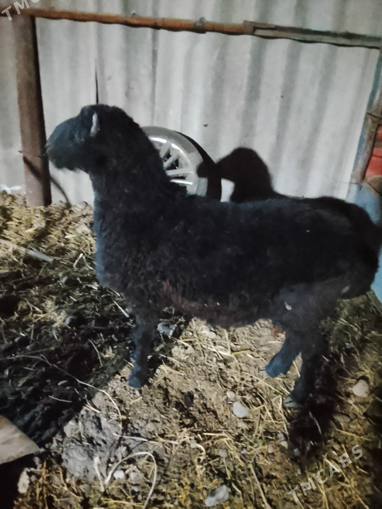 tokly - Aşgabat - img 2