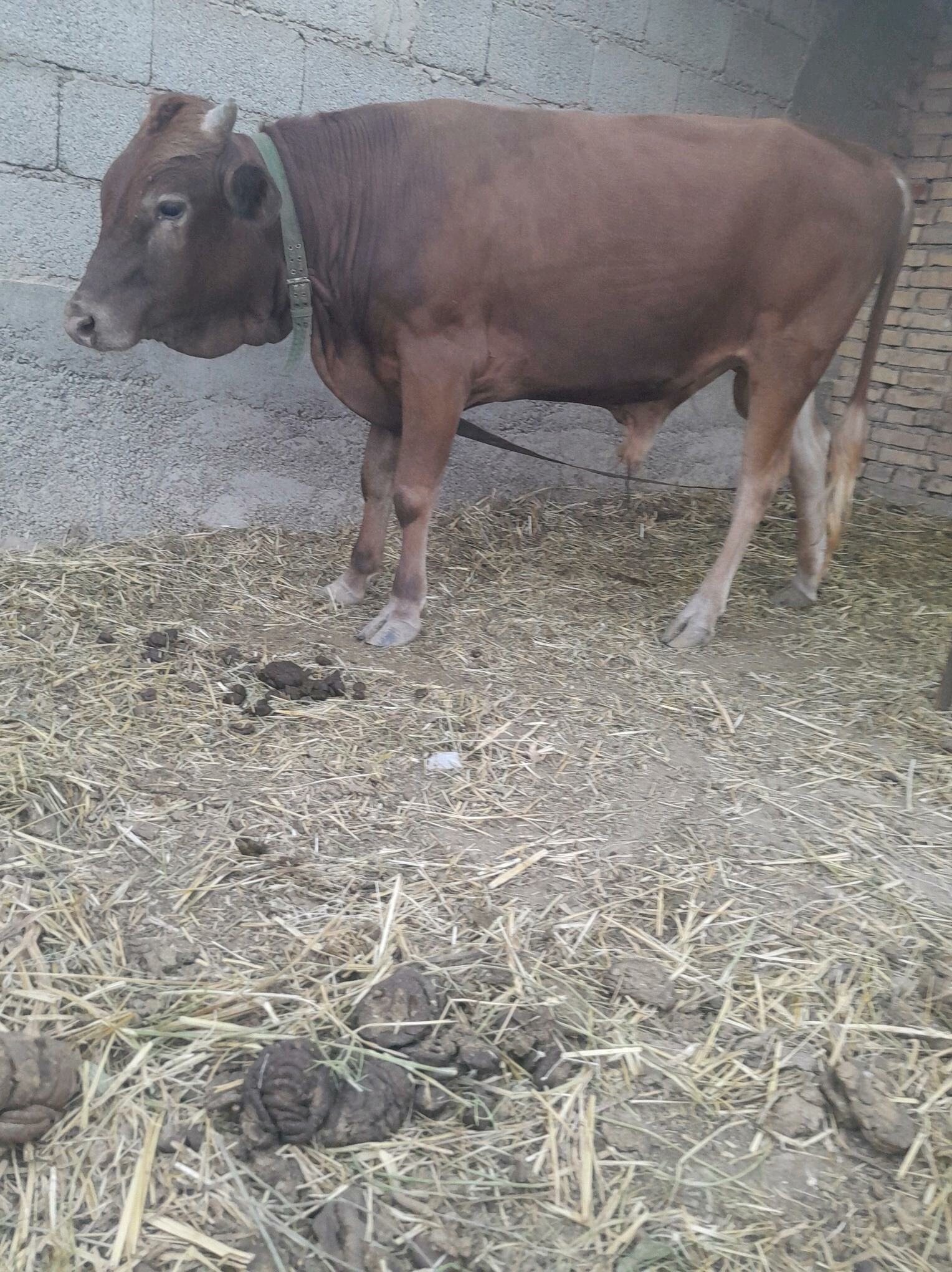 ÖKÜZ - Kaka - img 2