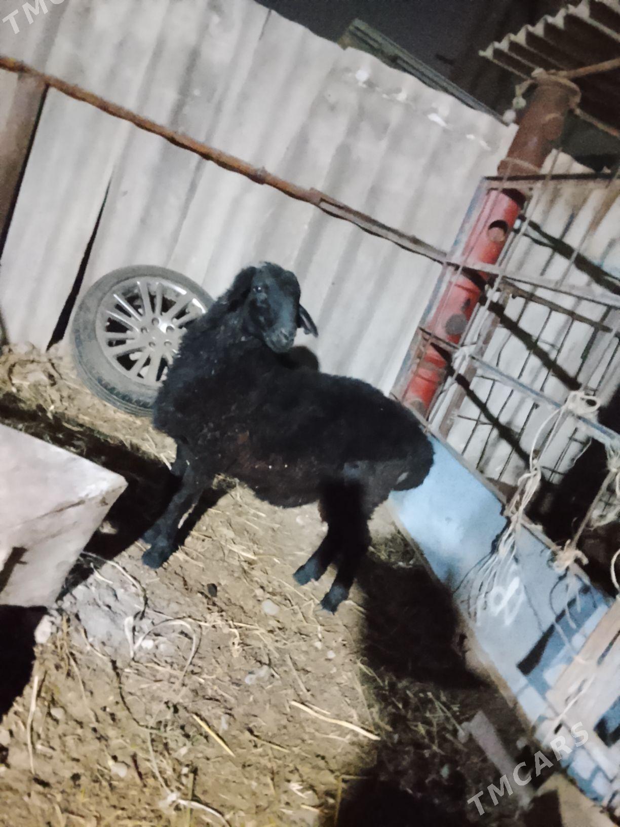 tokly - Aşgabat - img 3