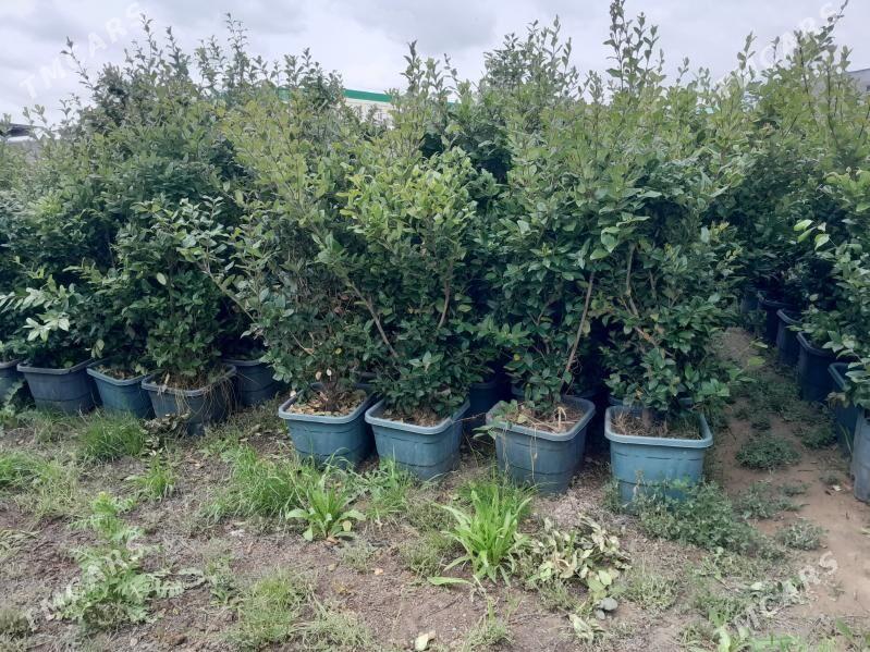 бирючина Burcina вечнозелёный - Bedew - img 2