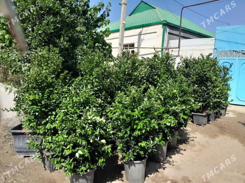 бирючина Burcina вечнозелёный - Bedew - img 3