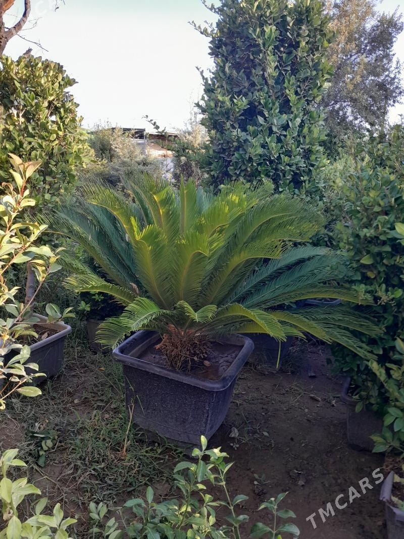 пальма цыкас Palma - Bedew - img 2