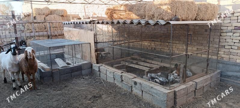 towuk ketek - Туркменабат - img 1