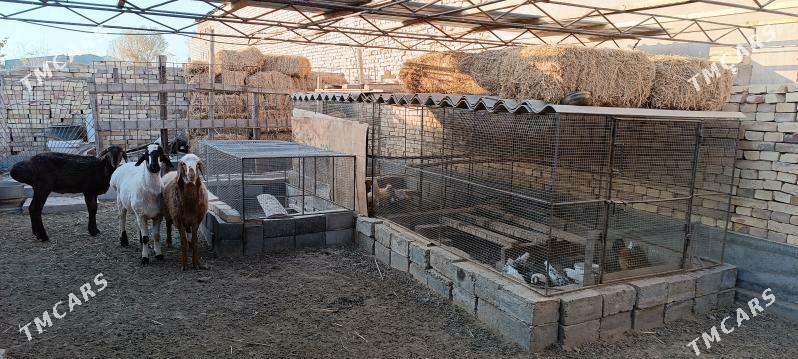 towuk ketek - Туркменабат - img 2