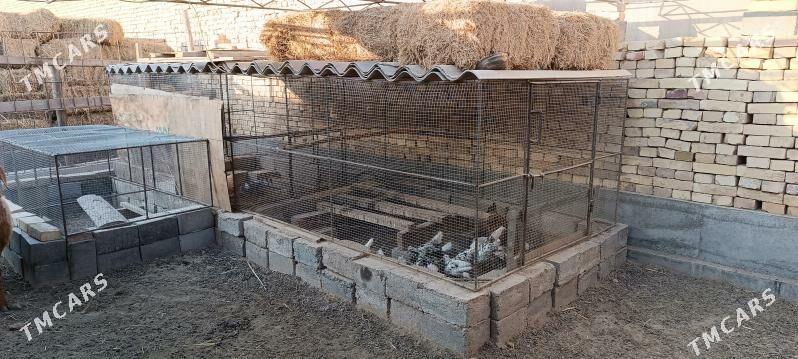 towuk ketek - Туркменабат - img 3