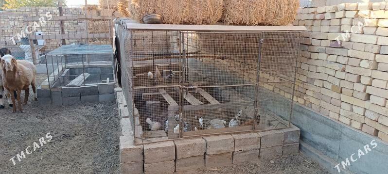 towuk ketek - Туркменабат - img 4