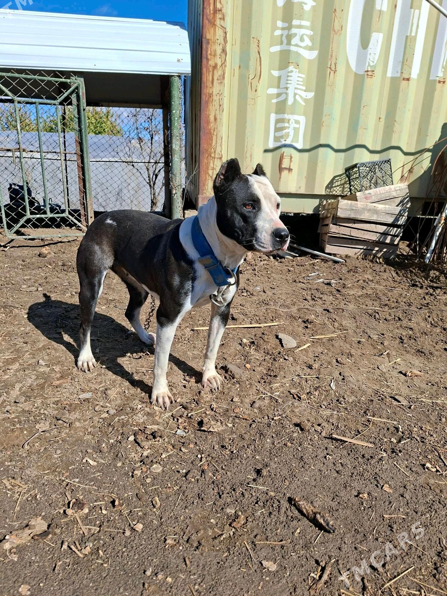 pidbul - Мары - img 6