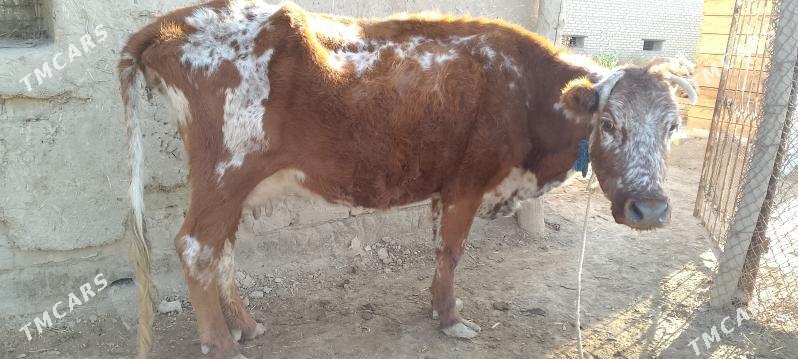 Gysyr sygyr - Baýramaly - img 2