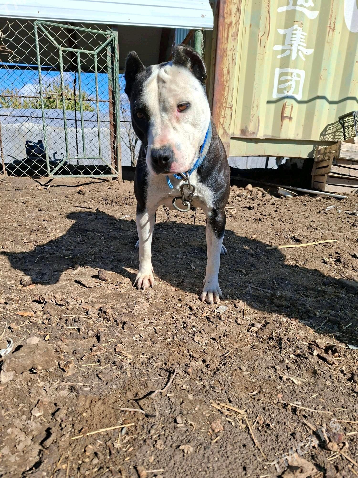 pidbul - Мары - img 2