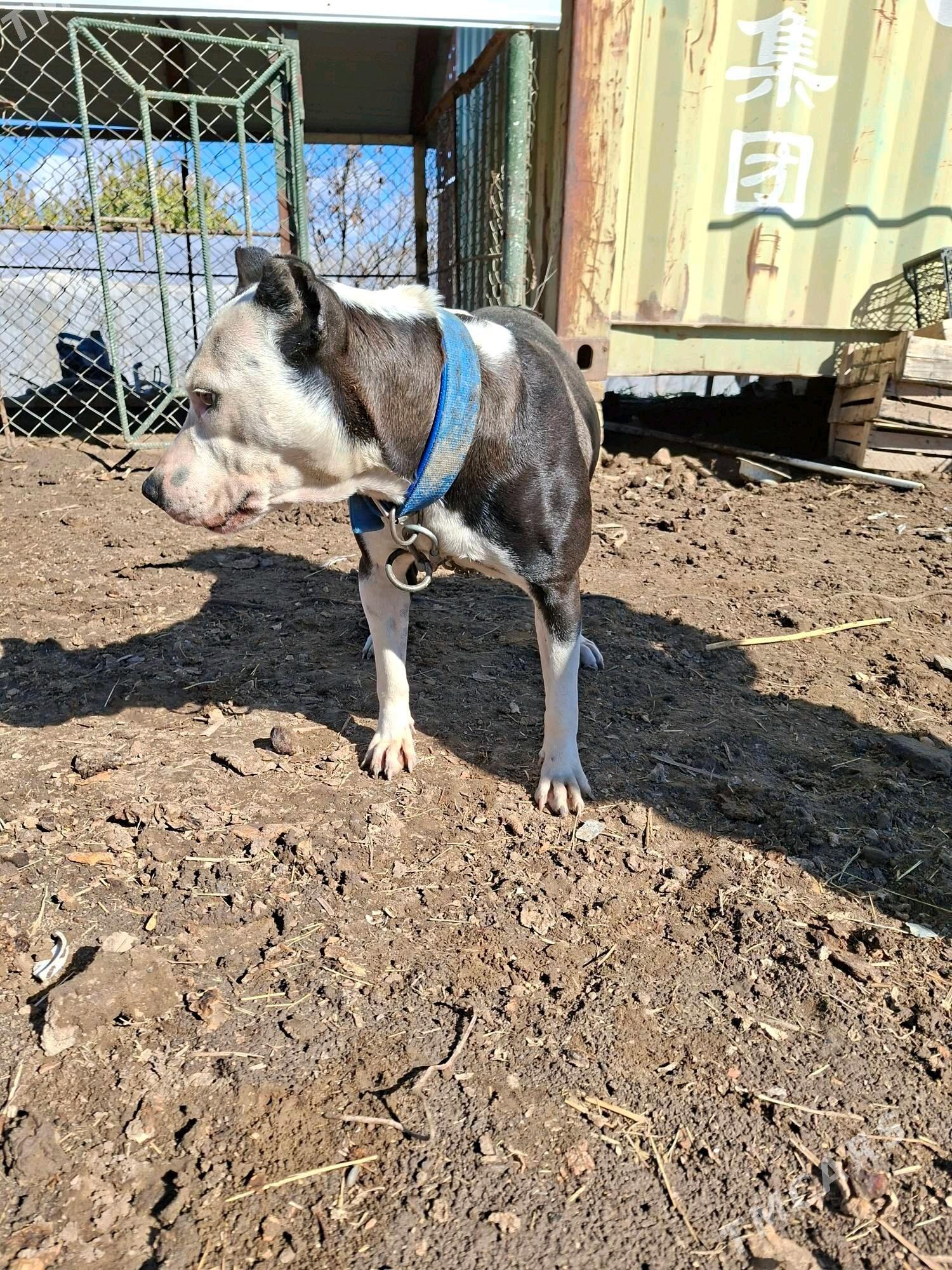 pidbul - Мары - img 3