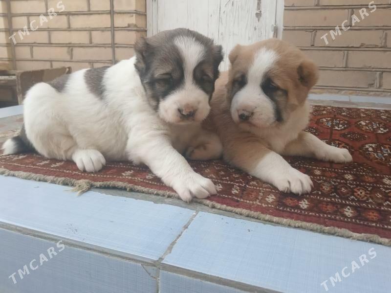 Alabay gujik - Sakarçäge - img 3