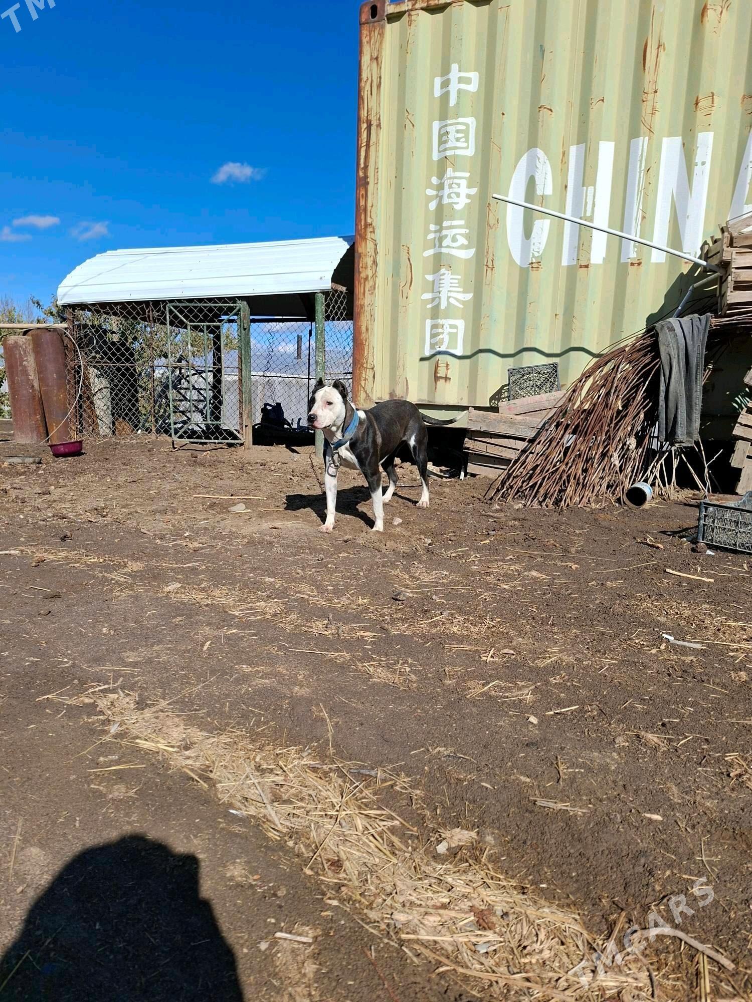 pidbul - Мары - img 4