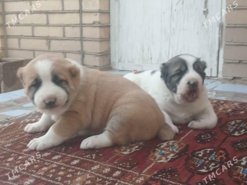 Alabay gujik - Sakarçäge - img 1